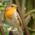Taylors Garden Buildings winter survival tips for our feathered friends.