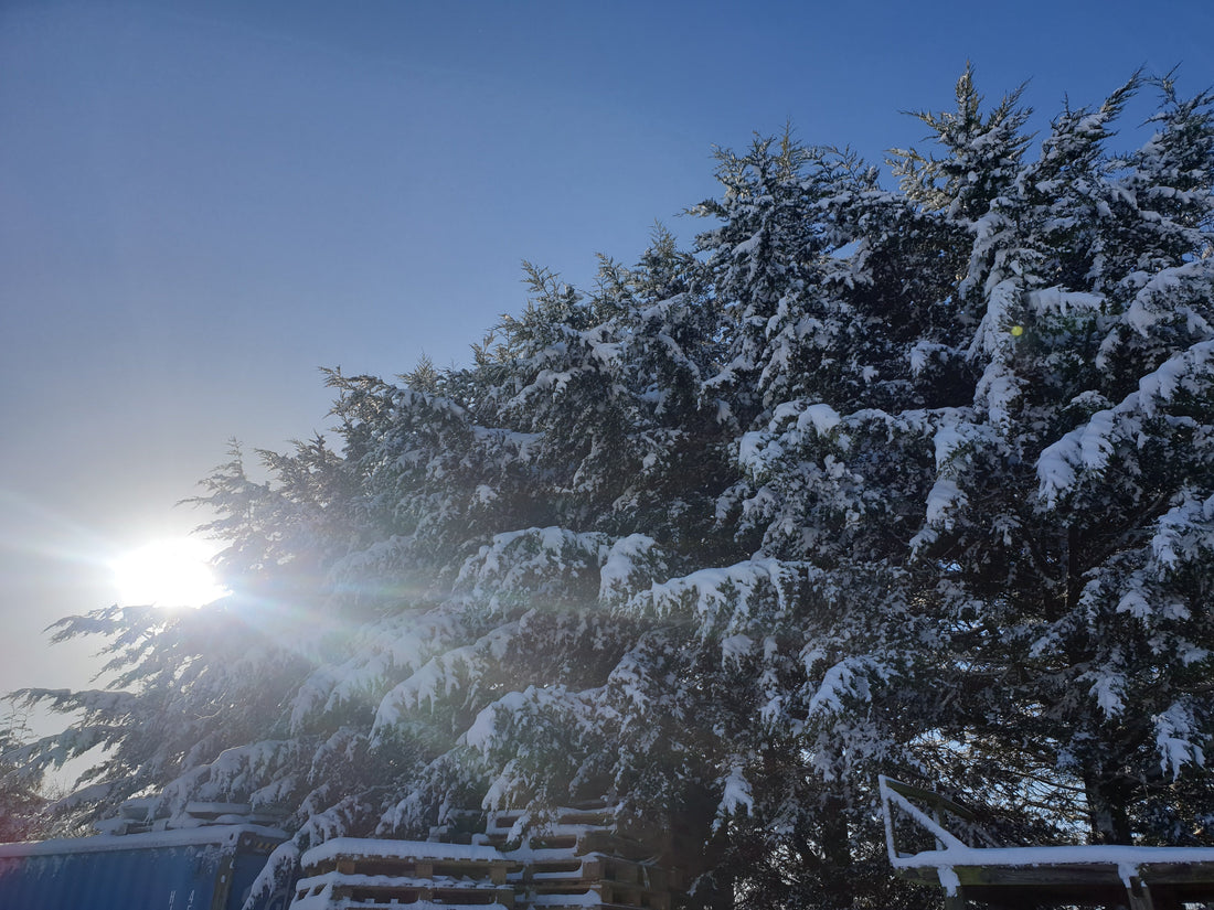 Snow covered hedge with winter sun