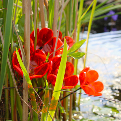 Small SunCatcher Garden Décor Ornament Set of 5 'Tulip'