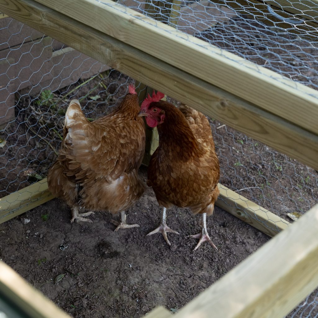 Forest Large Coop & Run