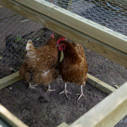 Forest Large Coop & Run