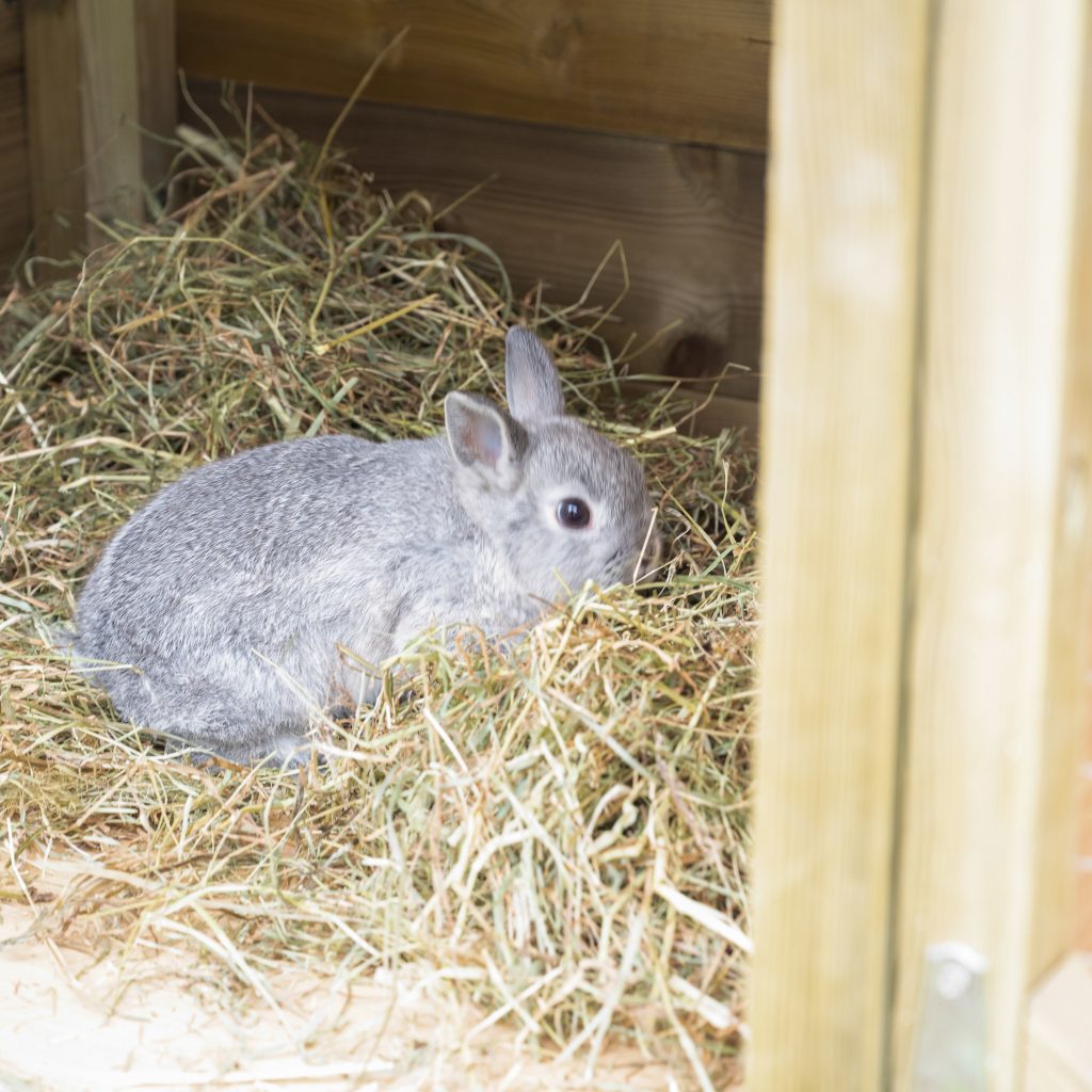 Forest Rabbit Hutch