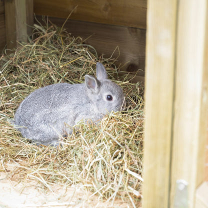 Forest Rabbit Hutch