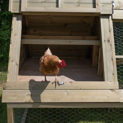 Forest Raised Ark