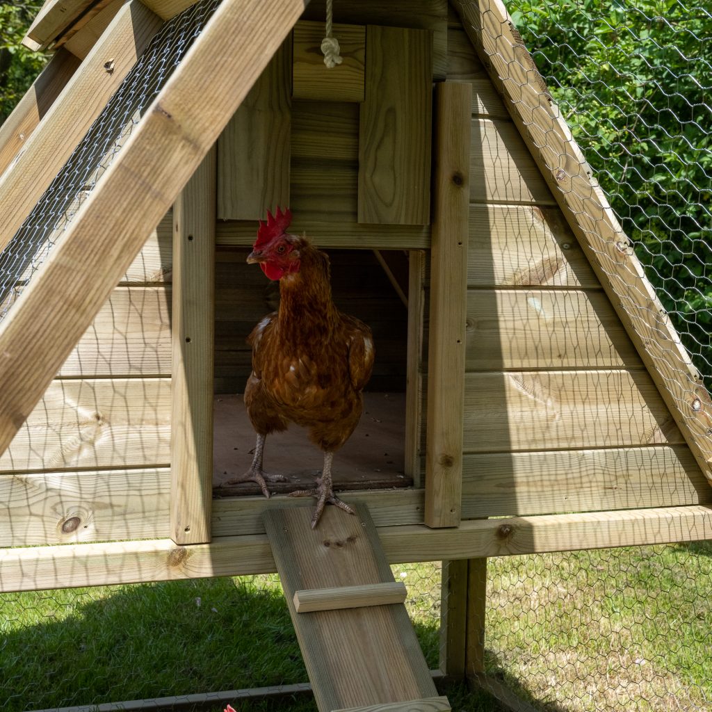 Forest Raised Ark