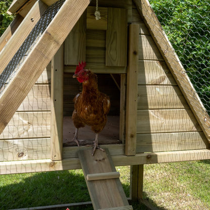 Forest Raised Ark
