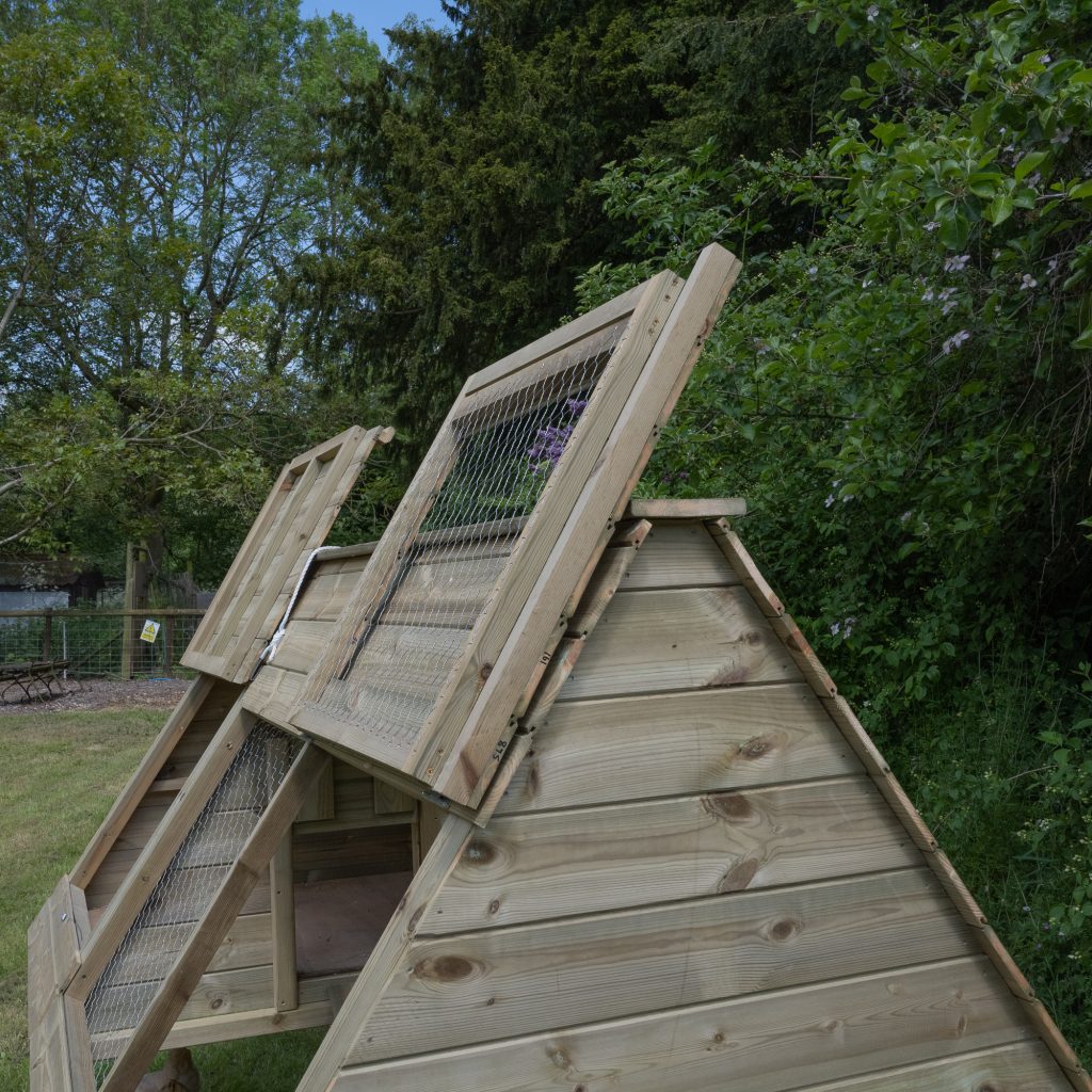 Forest Raised Ark