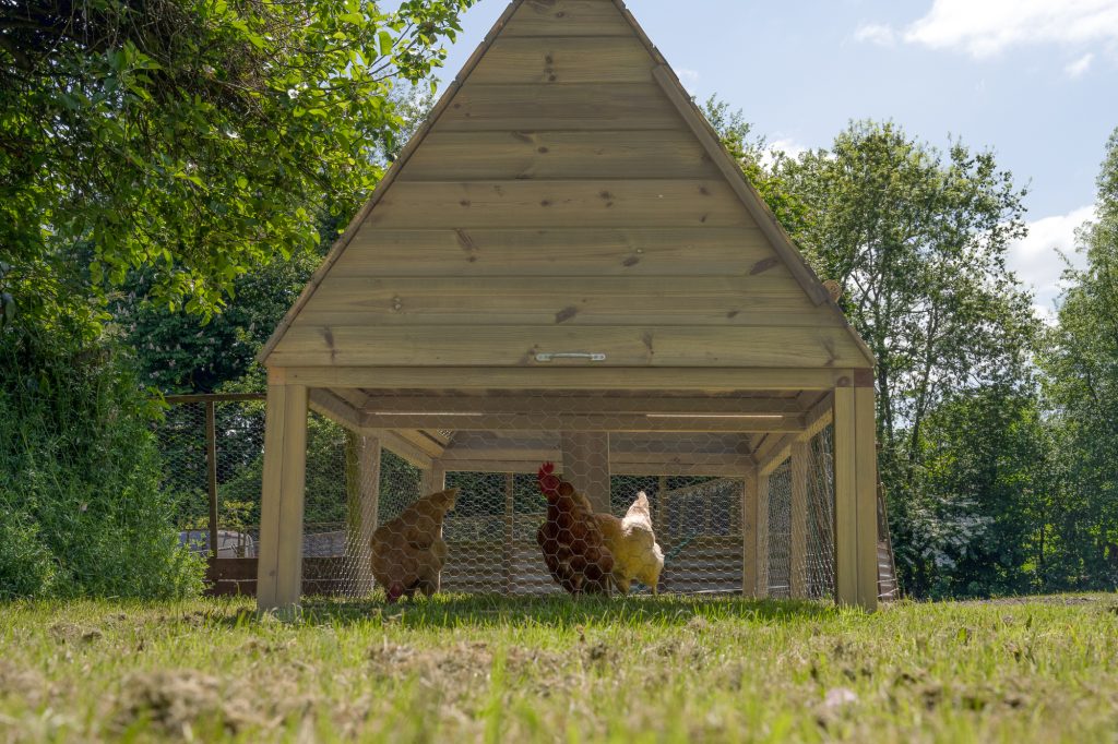 Forest Raised Ark