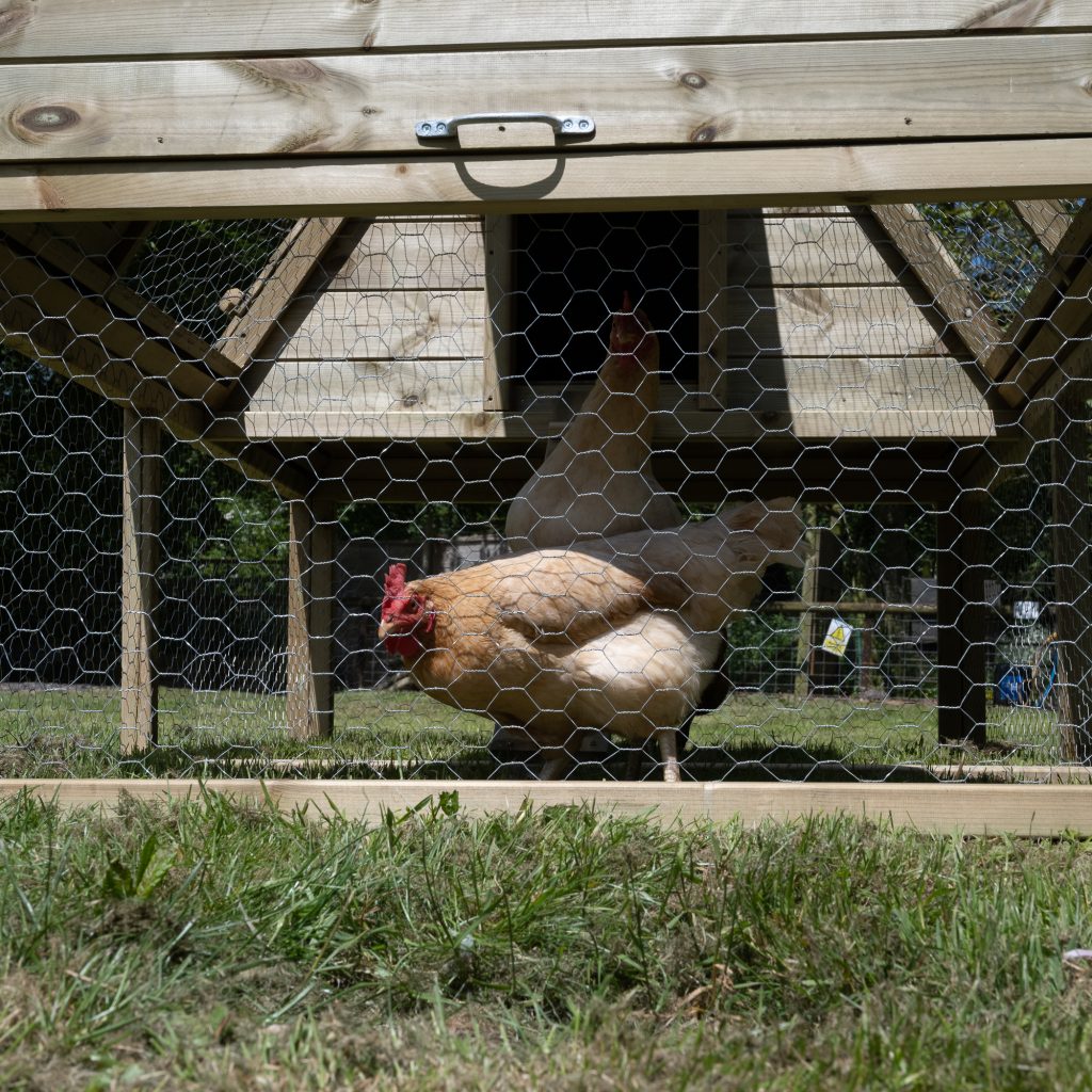 Forest Raised Ark