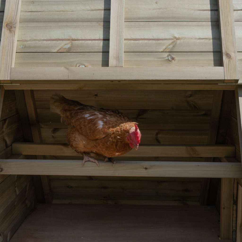 Forest Raised Ark