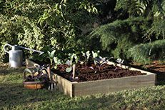 Forest Standard Raised Bed