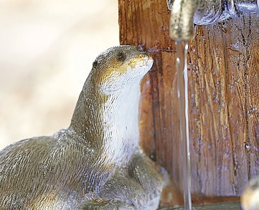 Playful Otters