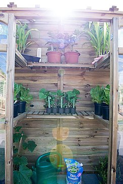 Victorian Tall Wall Greenhouse with Auto Vent